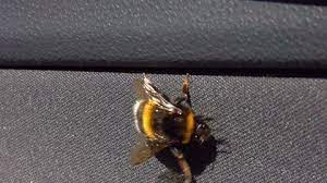 Parents need to know that bumblebee is a transformers universe prequel that's set in 1987 and stars hailee steinfeld as charlie, a gearhead teen who finds a yellow vw bug that's. Bumblebee Car Stock Video Footage Royalty Free Bumblebee Car Videos Pond5