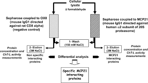 Maybe you would like to learn more about one of these? Affinity Purification Strategy To Capture Human Endogenous Proteasome Complexes Diversity And To Identify Proteasome Interacting Proteins S Molecular Cellular Proteomics