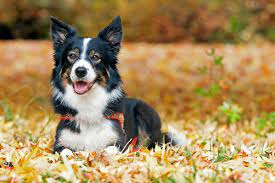Border Collie Lifespan How Long Do Border Collies Live