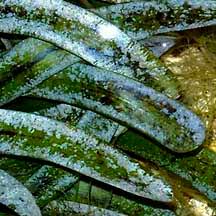 Image result for Thalassia hemprichii