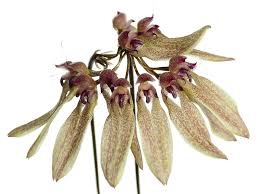 Image result for Bulbophyllum longiflorum