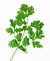 Maybe you would like to learn more about one of these? Cilantro Herb Plant