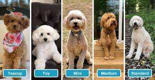 F1b mini goldendoodles typically grow to be 13 to 20 inches or 33 centimeters to 50.8 centimeters tall. Goldendoodle Size Full Grown How Big Do Goldendoodles Get Teacup Toy Mini Medium Standard