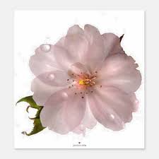 Cherry Blossom Flower Floral Contour Sticker Zazzle Com Cherry Blossom Flowers Blossom Flower Cherry Flower