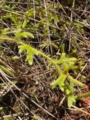 Image result for Huperzia afromontana