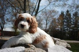 Black And White Parti Aussiedoodle A Sweet Red And White Parti Doodle Goldendoodle Puppy For Sale Goldendoodle Puppy Goldendoodle