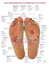 Foot Reflexology Chart For Essential Oils Reflexology Foot