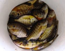 Wrap the bluegills in foil with a strip of bacon and potato and onion slices, salt, pepper, butter. How To Fillet Bluegills Other Panfish Onthelake Net