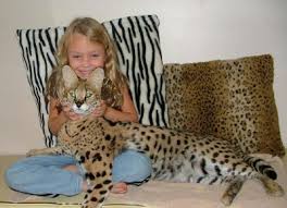 The serval cat (leptailurus serval) is a medium sized, spotted african wild cat, often confused with leopards and cheetahs due to their similar coat patterns and coloring. Mini Savannah Cat Online Shopping