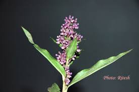 Image result for Floscopa