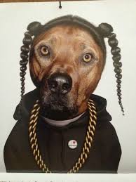 Snoop From Snoop Dog Snoop Dogg Funny Dogs