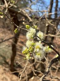 Image result for Acacia welwitschii