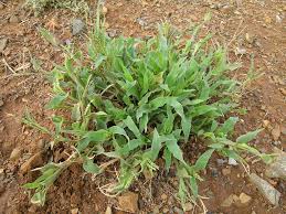 Image result for Urochloa