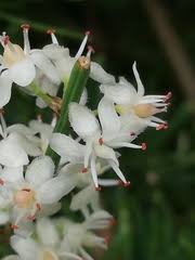 Image result for Asparagus flavicaulis