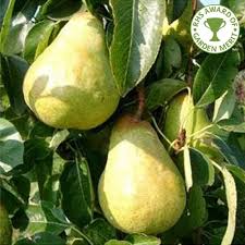 Maybe you would like to learn more about one of these? Williams Bon Chretien Pear Tree Buy Pear Trees Online
