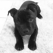 Baby Pitbull Dog Black And White Cutie In 2020 Cute Baby Animals Cute Dogs Pitbull Puppies
