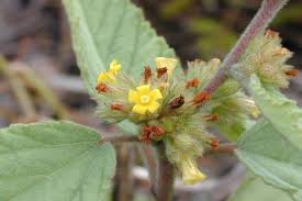 Image result for Waltheria indica