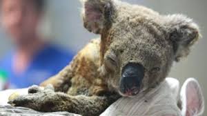 Resultado de imagen para incendios en australia fotos de animales muertos