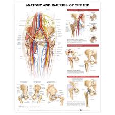 Anatomy And Injuries Of The Hip Chart Poster Laminated