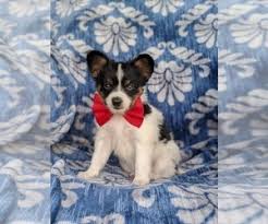 Look at pictures of puppies in pennsylvania who need a home. Puppyfinder Com Papillon Puppies Puppies For Sale Near Me In Pennsylvania Usa Page 1 Displays 10
