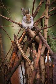 Squirrel King Of The Sticks Eekhoorn