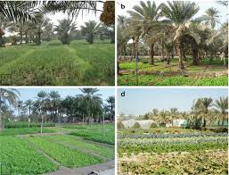 Hi !!about the video :sharing with you how i treated my areca palm which got heavily infested with brown and white spots kind of pest. Date Palm Status And Perspective In Bahrain Springerlink