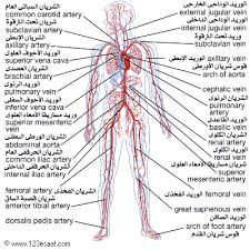 أطلس جسم الإنسان علم التشريح Human Circulatory System Circulatory System Abdominal Aorta