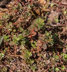 Image result for Rotala filiformis