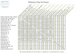 biodiverseed edible forest gardening 101 pollination one