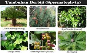 We did not find results for: Tumbuhan Berbiji Pengertian Ciri Manfaat Klasifikasi Contoh