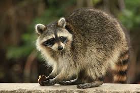 In rare cases, the dog may get this disease after therefore, the most likely scenario of your dog getting rabies is through contact with another domesticated or wild infected animal. Rabid Skunks Reported Roaming In Denver Protect Yourself And Your Pets From Rabies