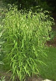 100 River Oats Northern Sea Oats Inland Oats Ornamental Etsy Ornamental Grasses Growing Grass Evergreen Plants