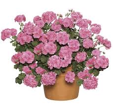 Florile bulboase, pe lângă frumusețea lor trebuie să știi. Flori La Ghiveci Primavara Vara De La Biosolaris Ecomunicate Ro