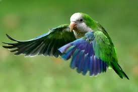 We did not find results for: Pets Or Pests Quaker Parrots Invade Madrid