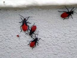 Black Beetle Stink Bug Seeing Red And Black Bugs Red Insects Plant Bugs Red Plants