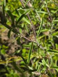 Image result for Dicoma