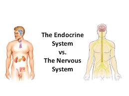 Endocrine System Endocrine V Nervous System