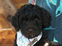 Looking for a labradoodle puppy or dog in austin, texas? Willie Male Alaa Australian Labradoodle Puppy For Sale In Austin Texas Labradoodle Puppies For Sale Labradoodle Puppy Australian Labradoodle Puppies