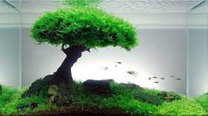 Aquascape Murah Dan Sederhana Cara Budidaya Ikan Hias Live Aquarium Plants Aquascape Aquarium Aquarium