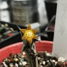 Image result for Orbea lugardii