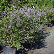 Image result for Vitex strickeri