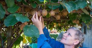 So Schneiden Sie Kiwi Richtig Garten Anpflanzen Kiwi Pflanzen Garten Pflanzen