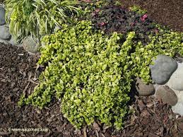 Horizontalis 'yankee point' is a pretty well known shrub plant by gardening light: Carmel Ceanothus California Lilac Diamond Heights 1 Foot High 6 Feet Wide Light Blue Flowers Trailing California Lilac Light Blue Flowers Diamond Heights