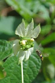 Image result for Dalechampia galpinii