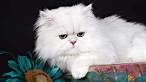 Persian cat - Price, Personality, Lifespan