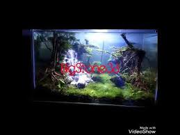 Tidak terkecuali tanaman aquascape, tanaman dalam aquascape juga membutuhkan karbon dioksida untuk proses fotosintesisnya. People Blogs Aquatic Videos