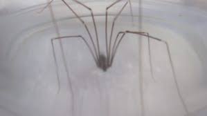 我々のpuppy またはkitten games をみて、小さな動物を大事にしてください。 私たちは必要なのが愛でしょう？ まだソウルメイトに会えなかったり、孤独を感じている場合は、love. ã‚¤ã‚¨ãƒ¦ã‚¦ãƒ¬ã‚¤ã‚°ãƒ¢ å®¶å¹½éœŠèœ˜è›› ãŒæˆ'ãŒå®¶ã®çŽ„é–¢ã§åœ°ã‚'é€™ã†æ˜†è™«ã‹ã‚‰å®ˆã£ã¦ã„ã‚‹å®ˆã‚Šç¥žã 