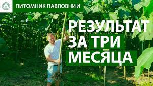 Павловния на латинском paulownia tomentosa, или адамово дерево, также можно произносить «павловния» — декоративное дерево. Rost Sorta Pavlovniya Enerdzhi Za 3 Mesyaca Posle Posadki Kak Rastet Derevo Palovniya Youtube