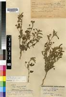 Image result for Sida chrysantha