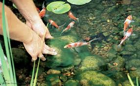 You can install an ion gen to clear string algae from your koi pond. How To Treat And Control Pond Algae Pond Algae Types